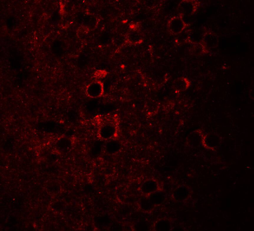 NSRP1 Antibody - BSA Free
