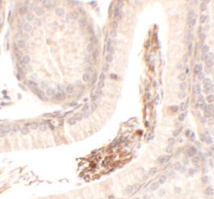 Spermatogensis associated protein 1 Antibody - BSA Free