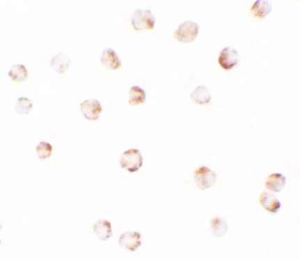 PIWIL2 Antibody - BSA Free