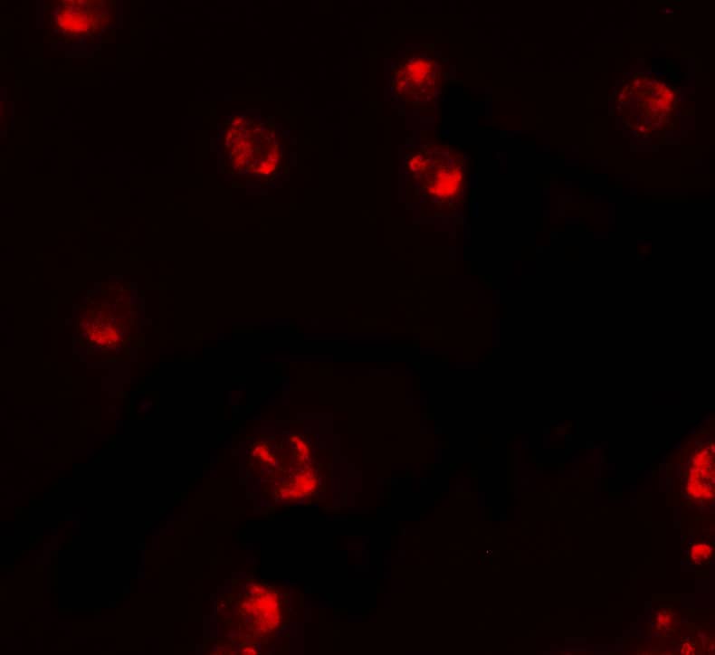 PIWIL2 Antibody - BSA Free