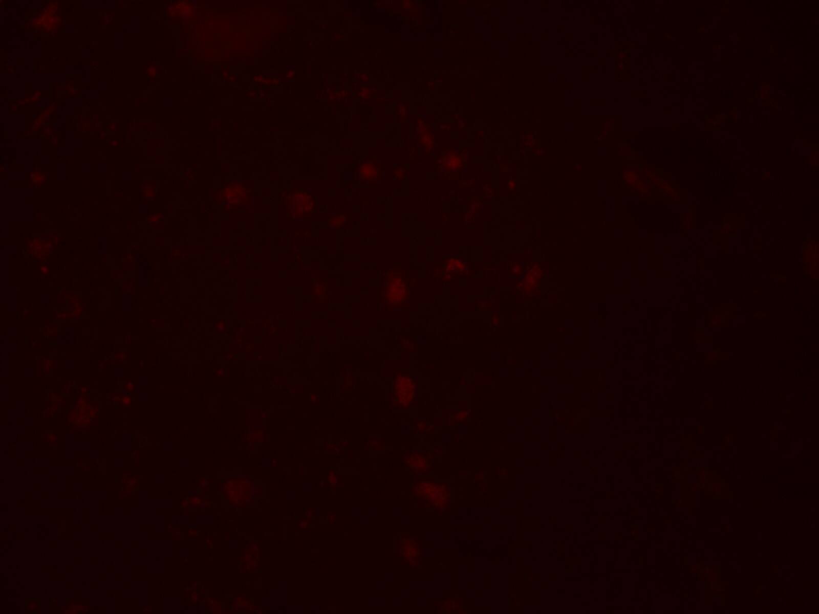 ZGPAT Antibody - BSA Free