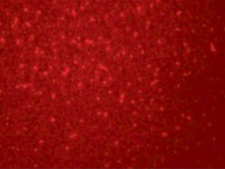 SIVA Antibody - BSA Free