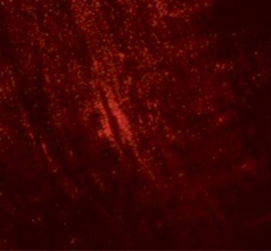 MYBPC1 Antibody - BSA Free