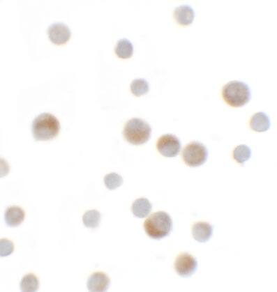 YPEL1 Antibody - BSA Free