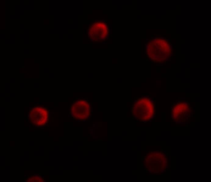 YPEL2 Antibody - BSA Free