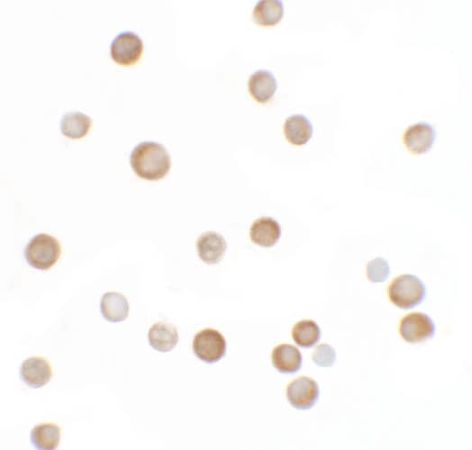 YPEL2 Antibody - BSA Free