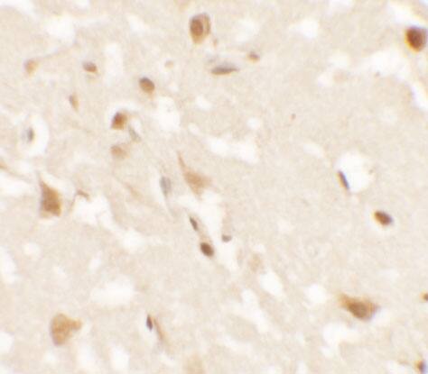 AIG1 Antibody - BSA Free