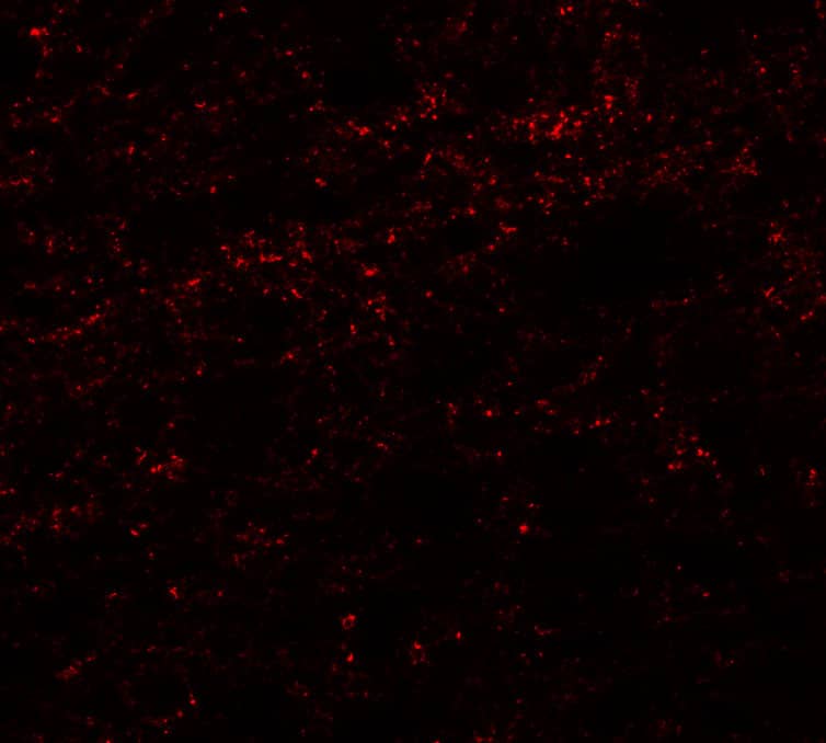 PHOX2A Antibody - BSA Free