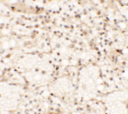 Dectin-1/CLEC7A Antibody - BSA Free
