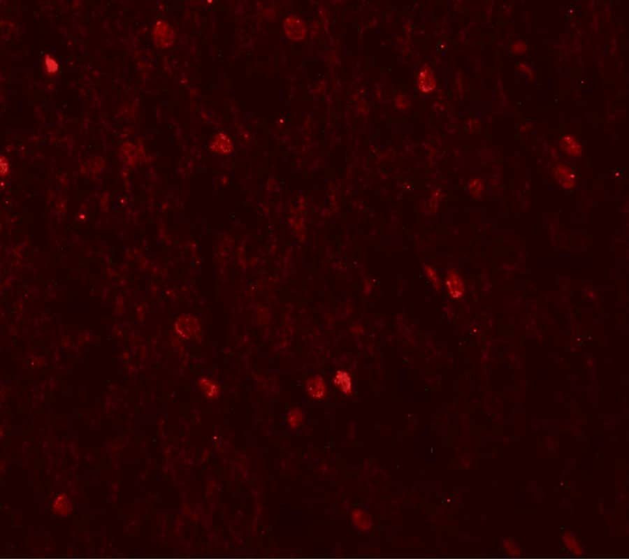 SHANK3 Antibody - BSA Free