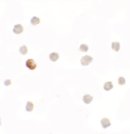 SDH Assembly Factor 1 Antibody - BSA Free