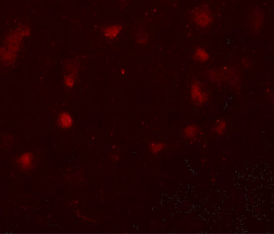 CASK Antibody - BSA Free