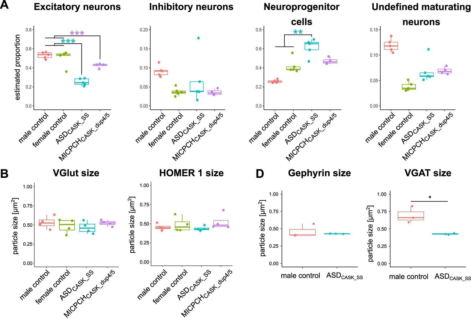 CASK Antibody - BSA Free