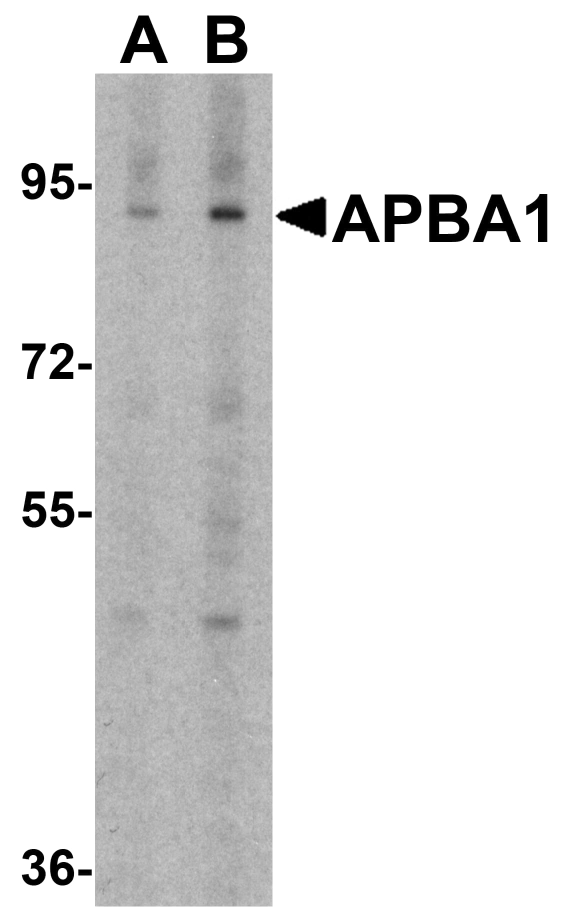 APBA1 Antibody - BSA Free