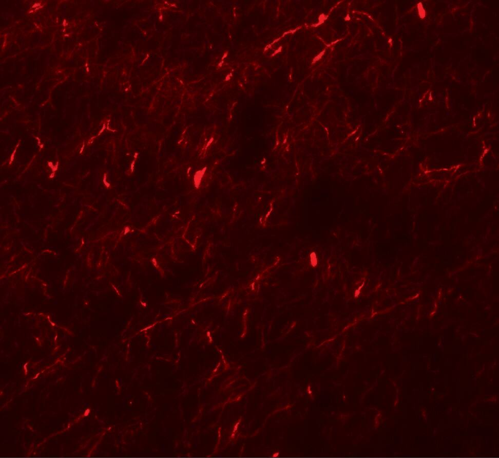 APBA1 Antibody - BSA Free