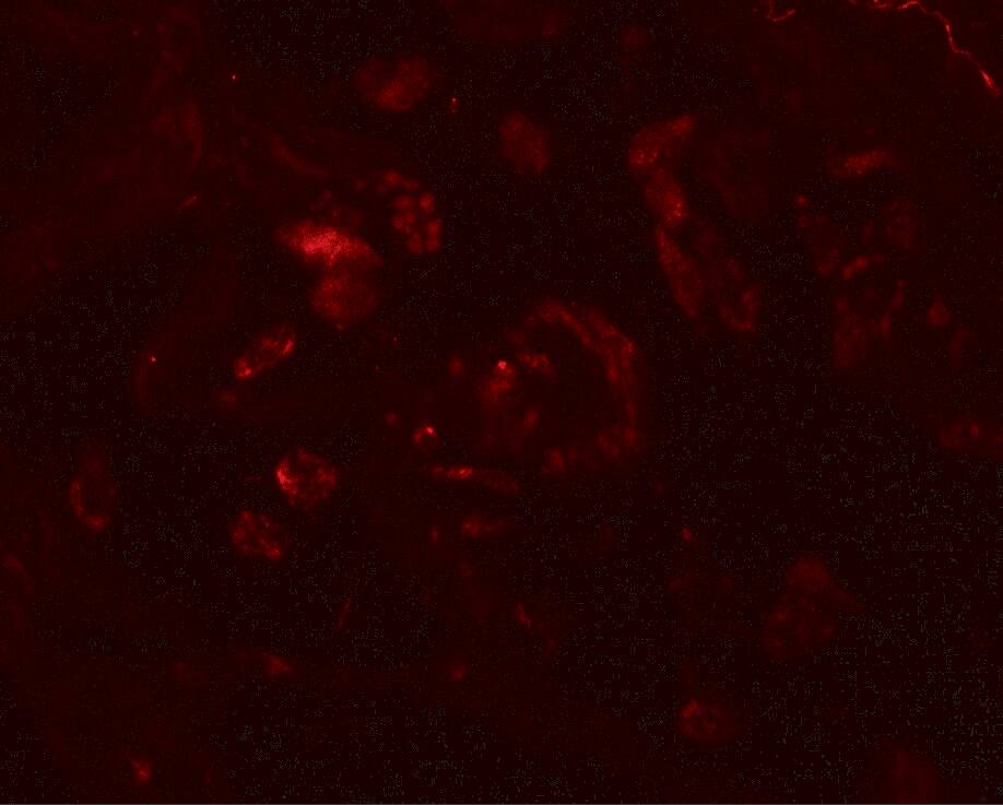 VAMP-7 Antibody - BSA Free