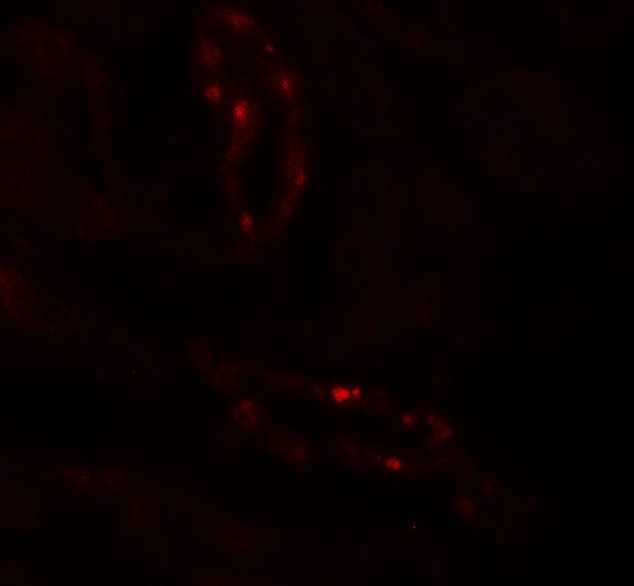 SCUBE3 Antibody - BSA Free