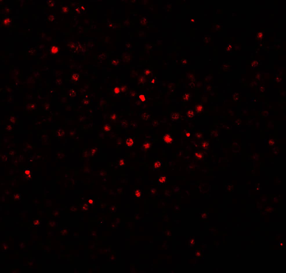 BATF Antibody - BSA Free