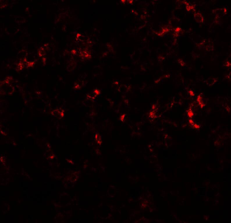 CEBP Delta Antibody - BSA Free