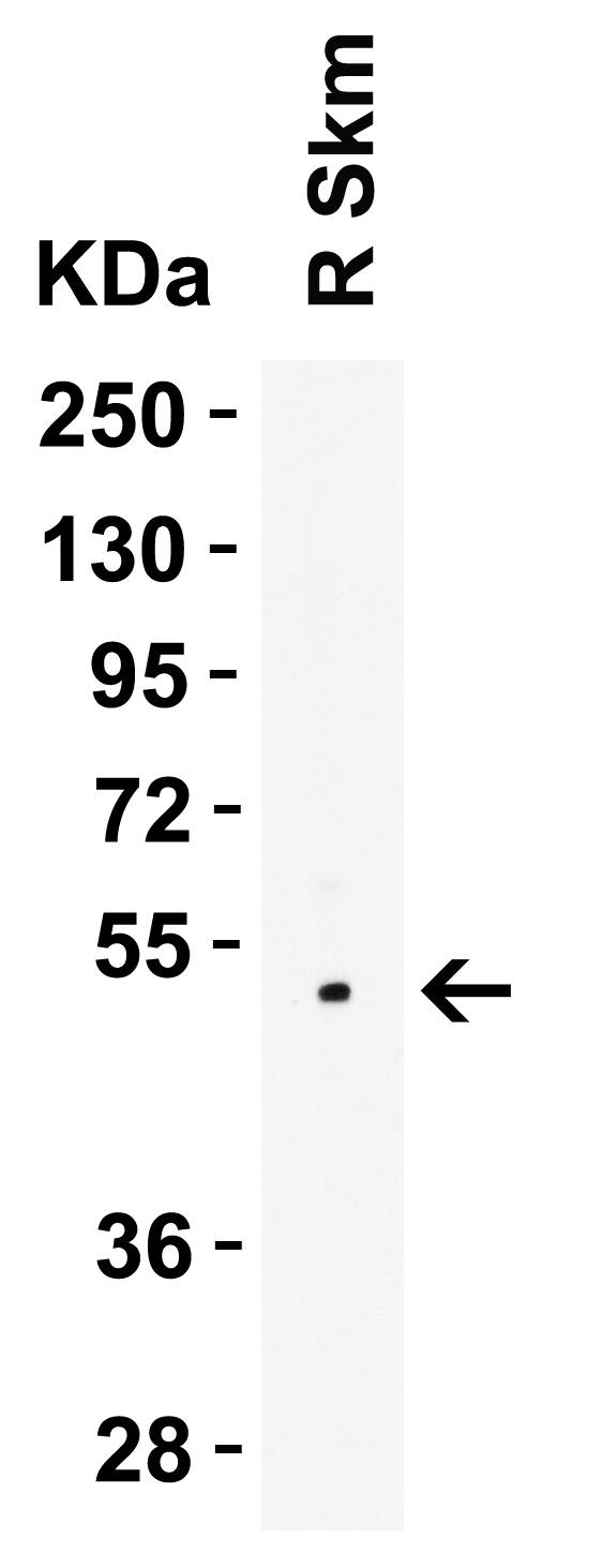 LMX1A Antibody - BSA Free