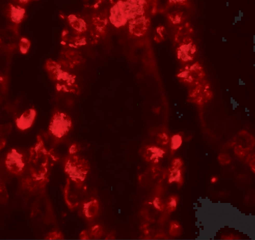 STAT3 Antibody - BSA Free