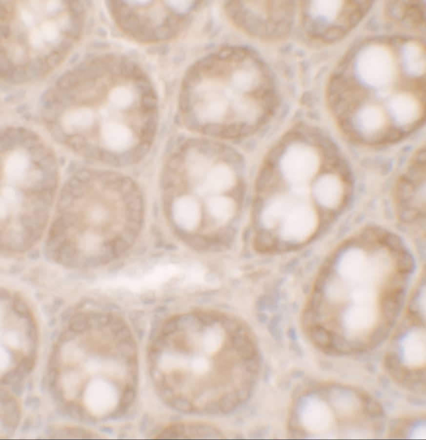 STAT3 Antibody - BSA Free