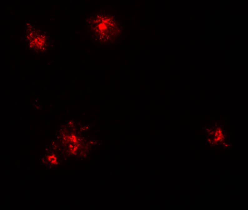 CCL2/MCP1 Antibody - BSA Free