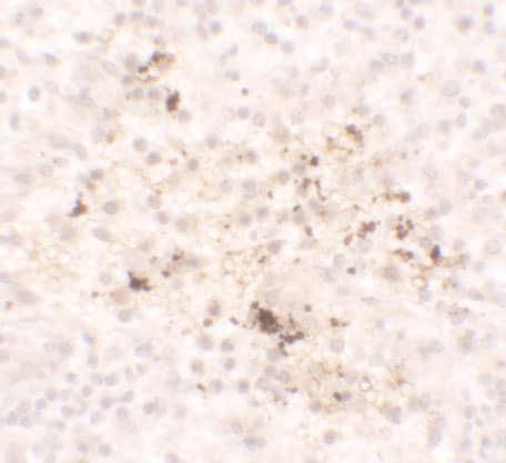 CCL2/MCP1 Antibody - BSA Free