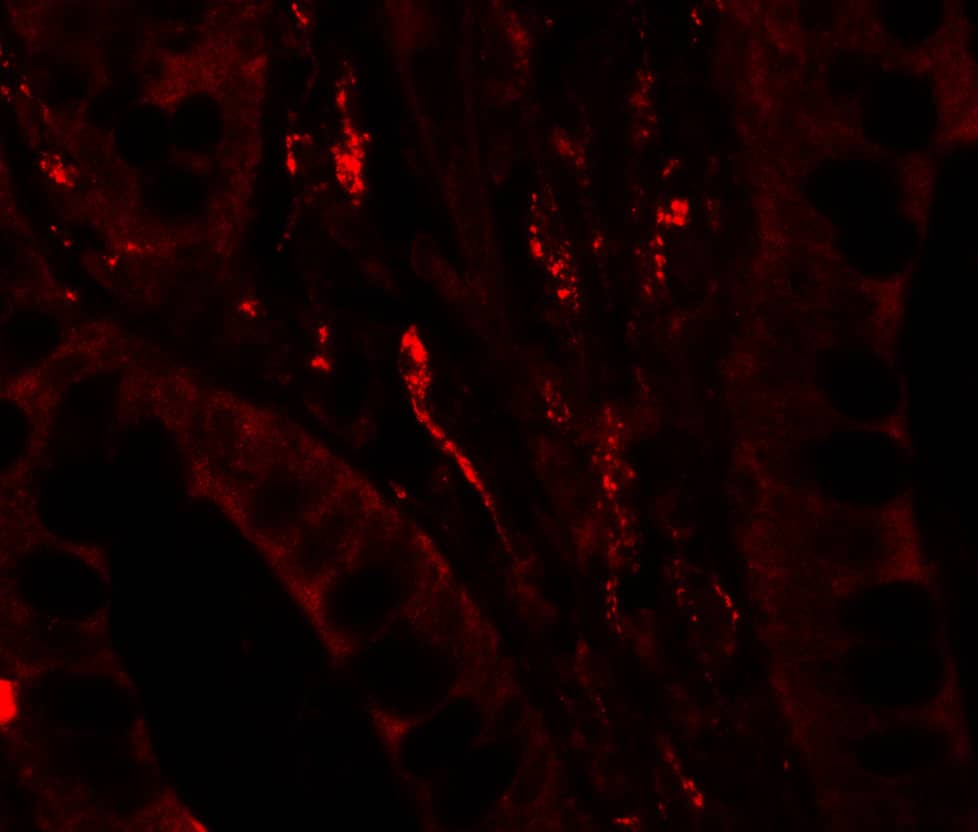 GilZ Antibody - BSA Free