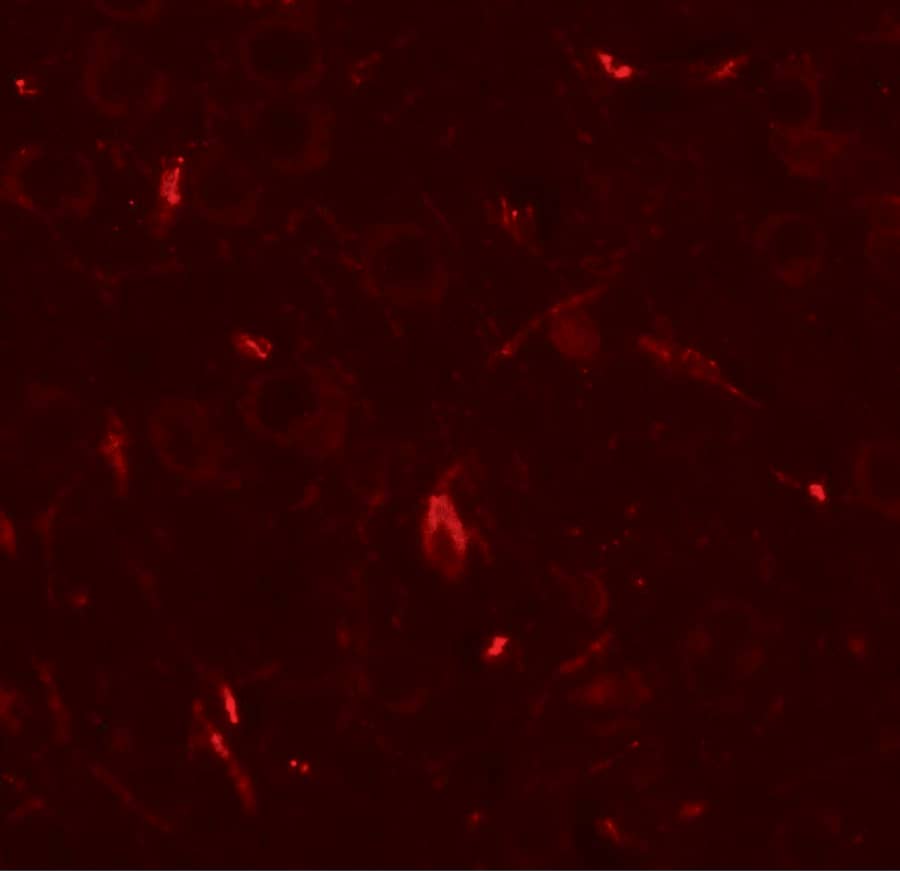 GRIP1 Antibody - BSA Free