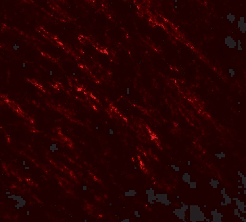 B-Raf Antibody - BSA Free