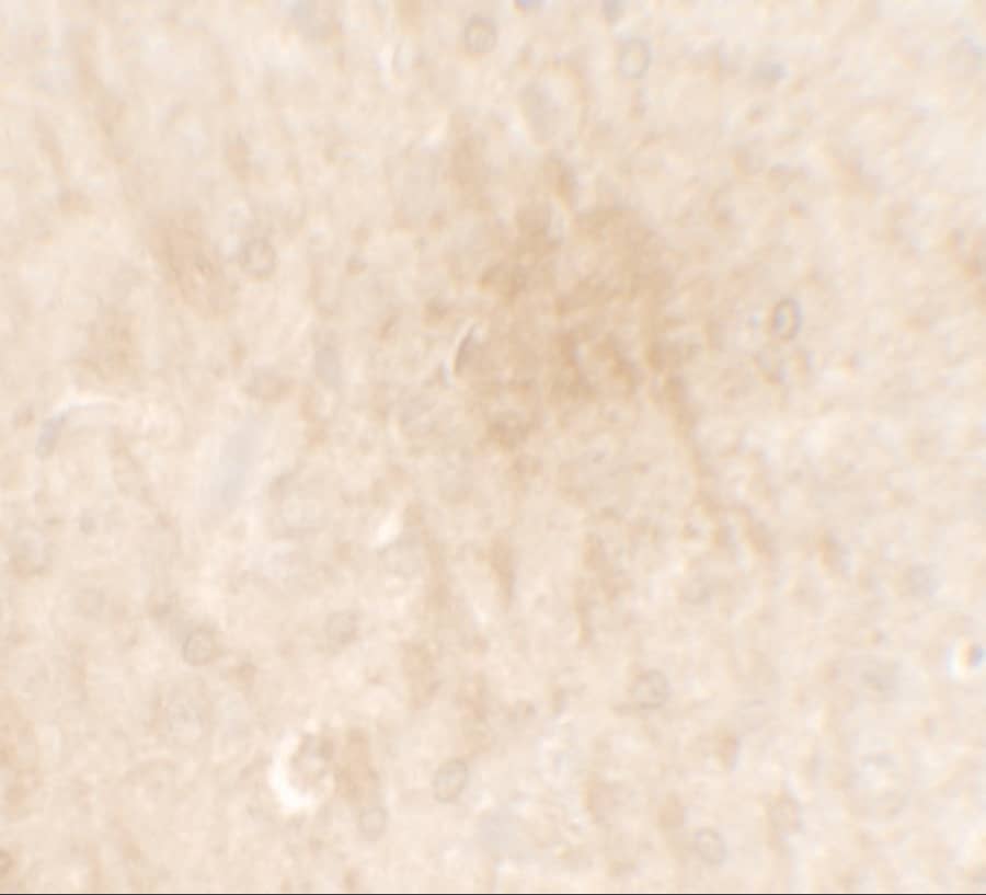 FGFR3 Antibody - BSA Free