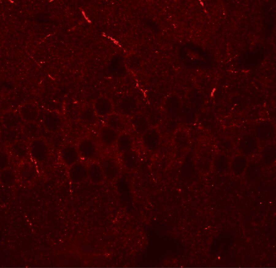 Aminopeptidase PILS/ARTS1 Antibody - BSA Free