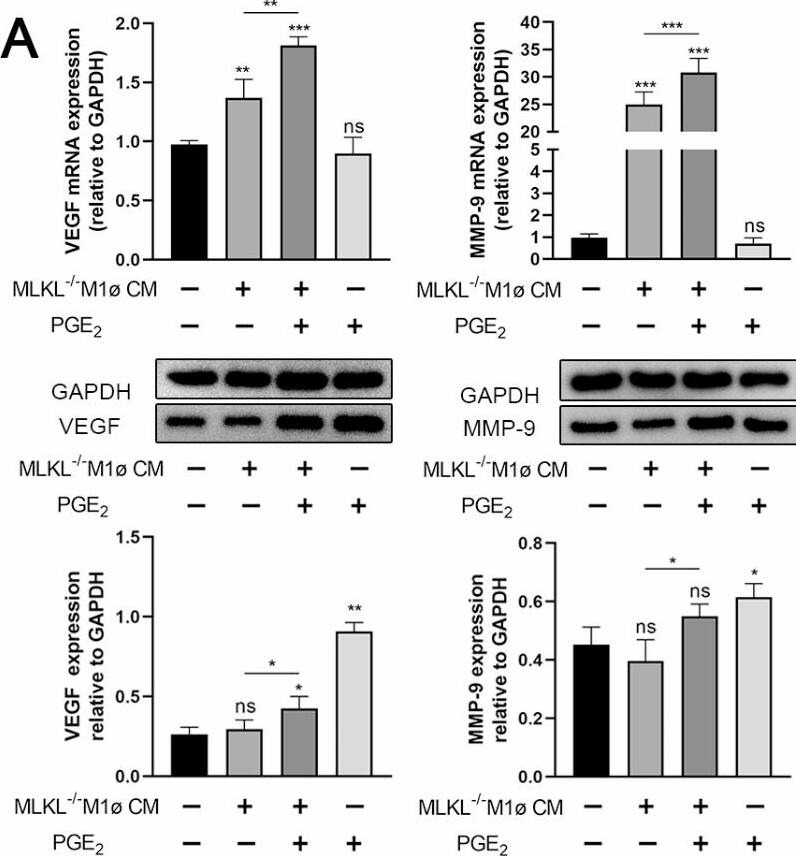 MMP-9 Antibody - BSA Free