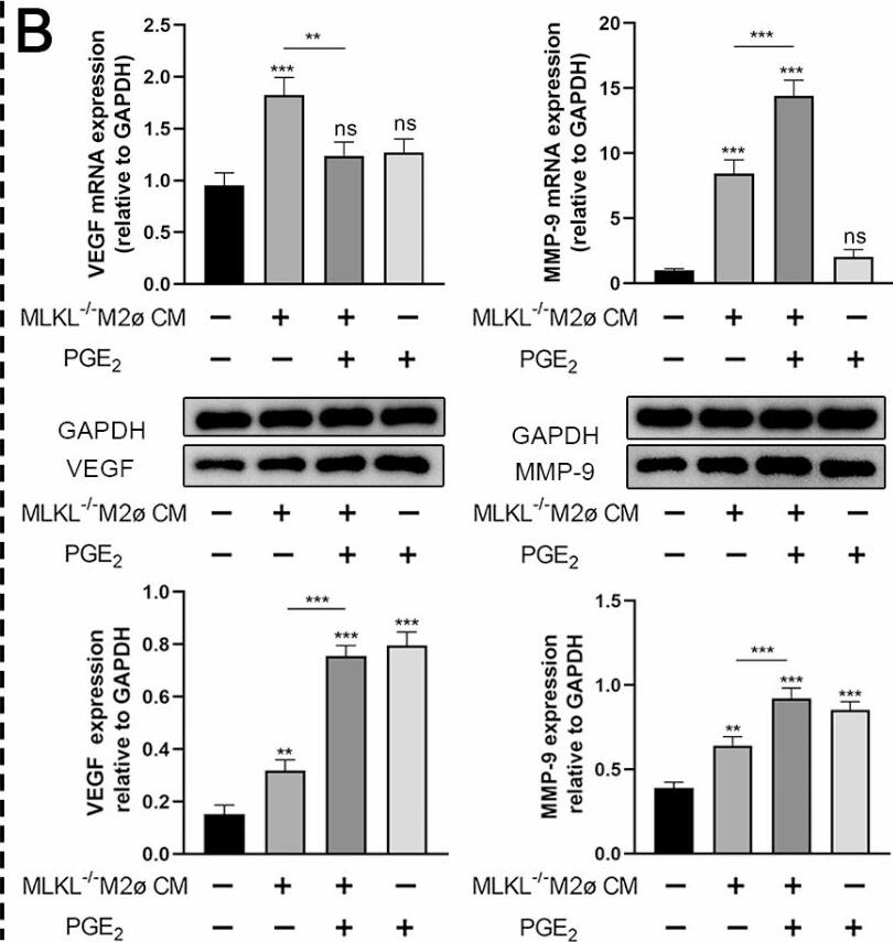 MMP-9 Antibody - BSA Free
