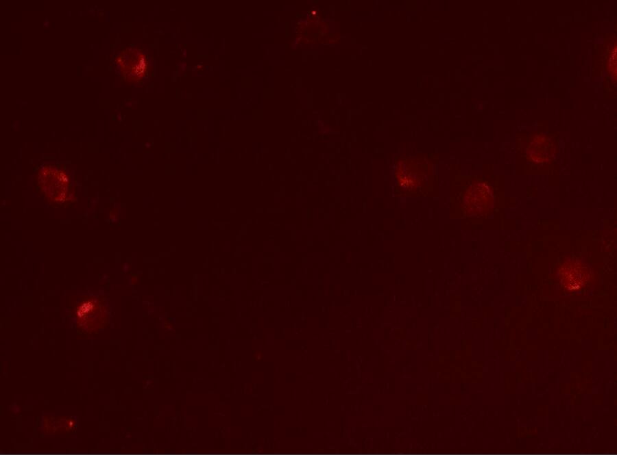 CD160 Antibody - BSA Free