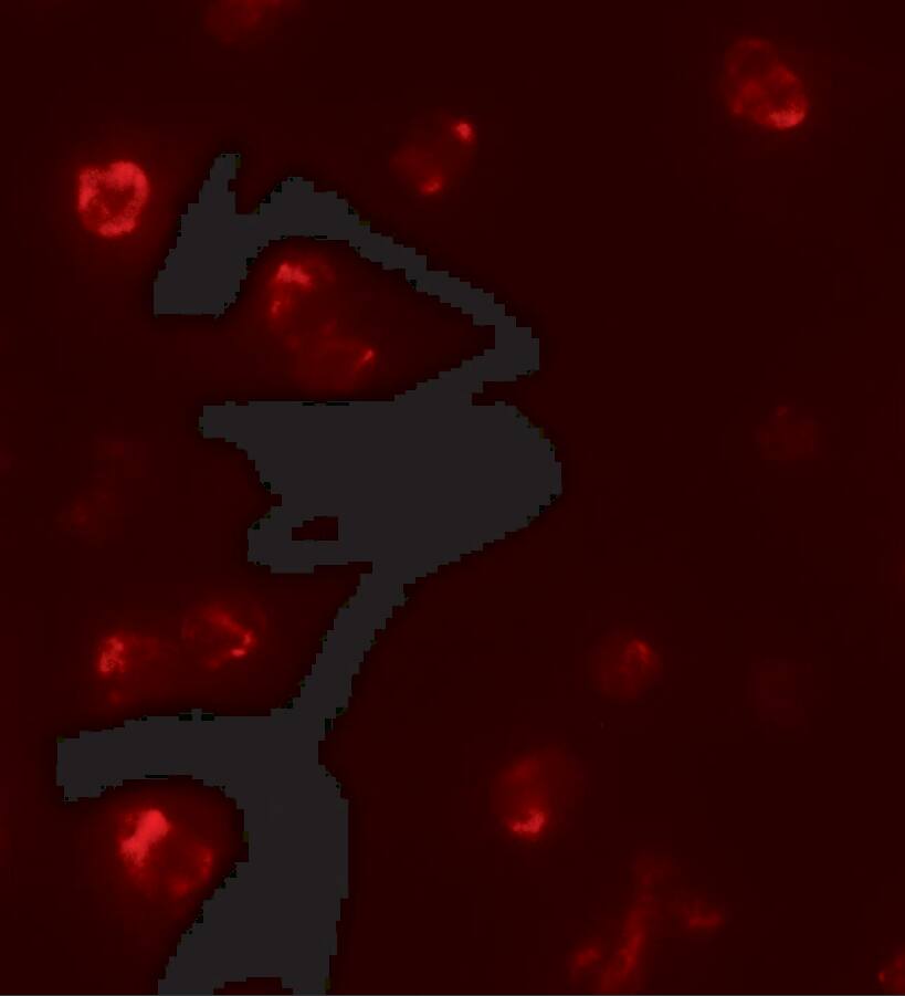 T-bet/TBX21 Antibody - BSA Free