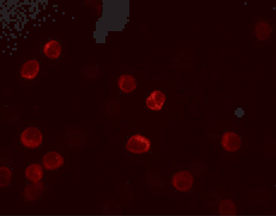 IL-28B/IFN-lambda 3 Antibody - BSA Free