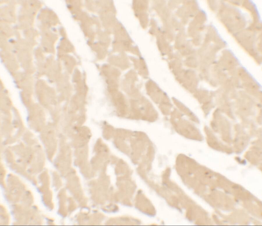 Vinculin Antibody - BSA Free