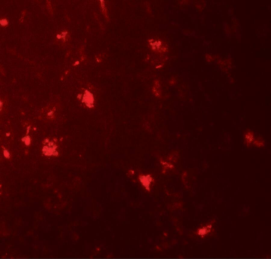 IL-36 alpha/IL-1F6 Antibody - BSA Free