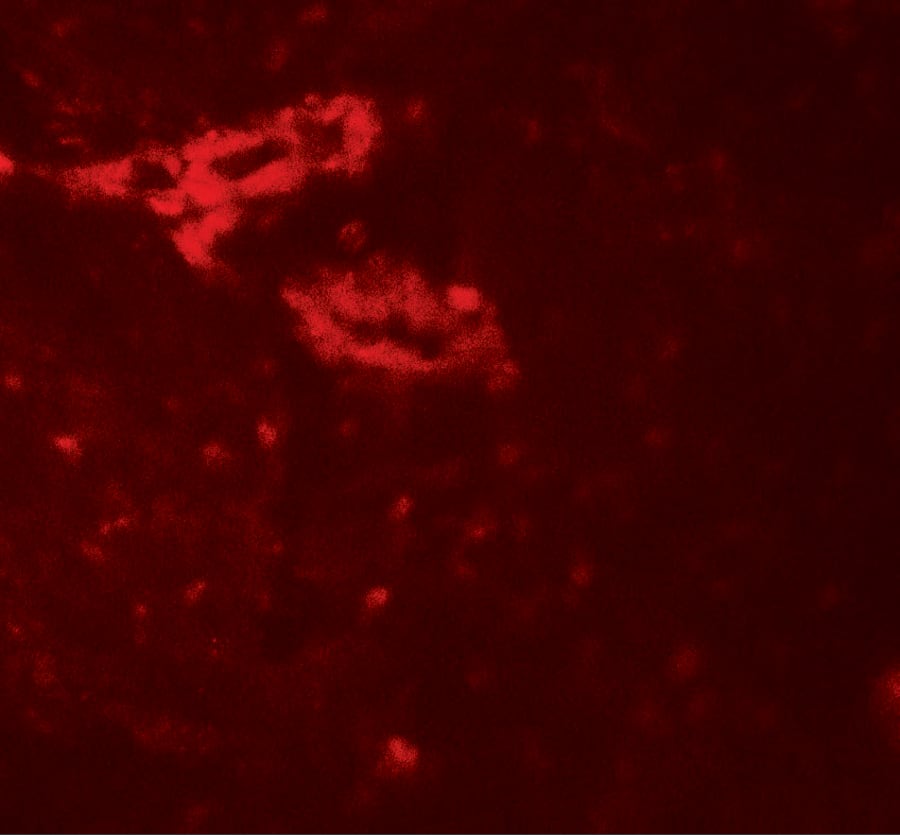 IL-36 gamma/IL-1F9 Antibody - BSA Free