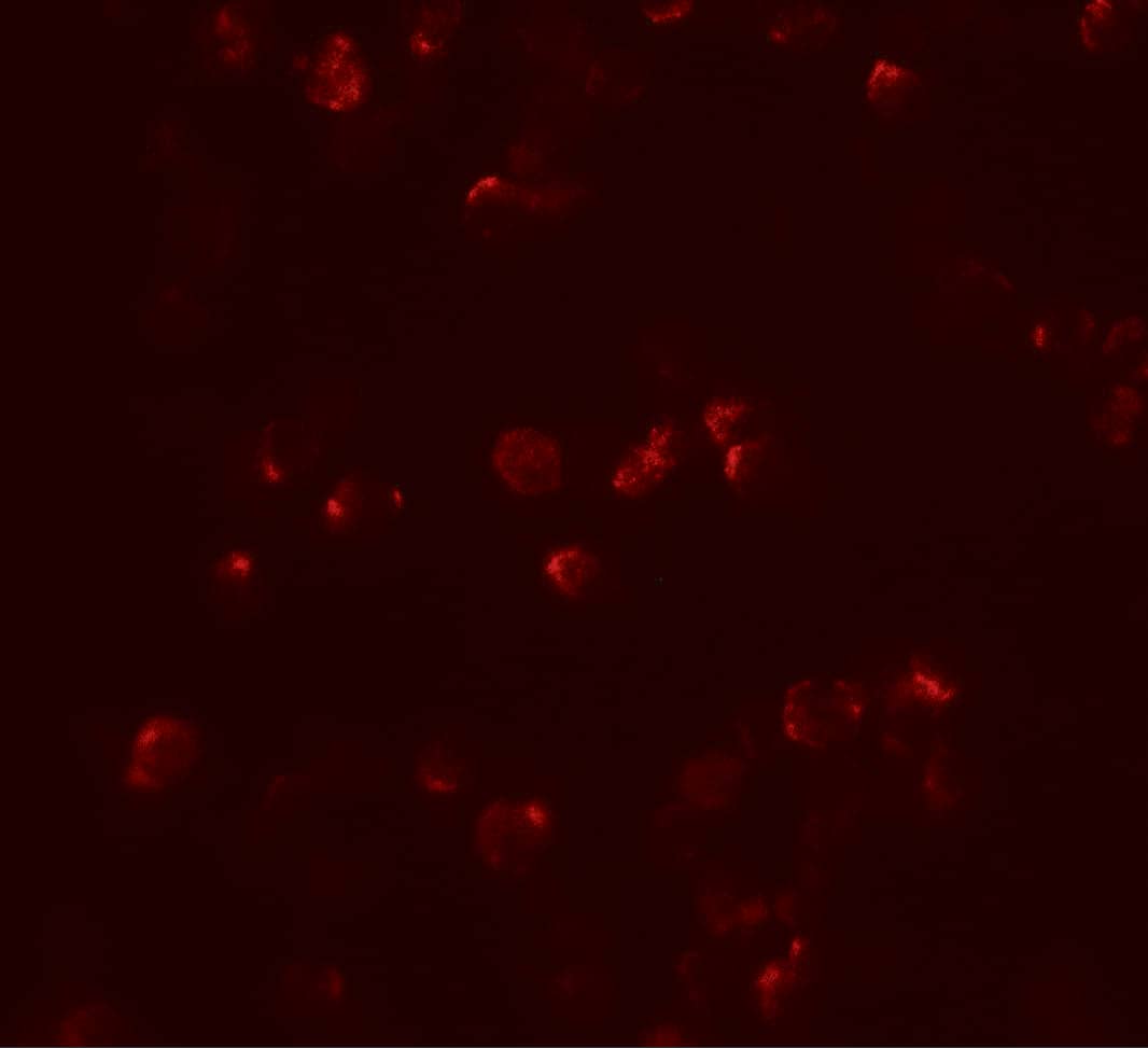 IL-22 Antibody - BSA Free