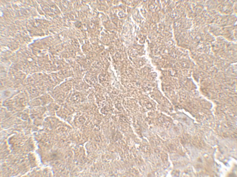 RPSA Antibody - BSA Free