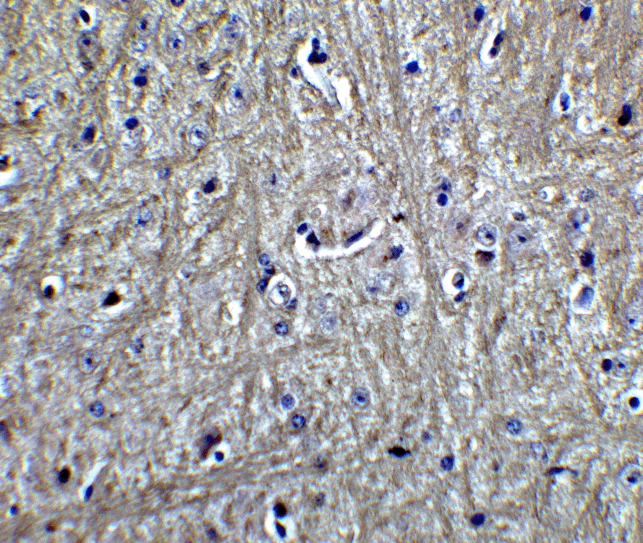 RPSA Antibody - BSA Free