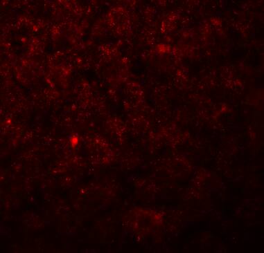 Angiopoietin-like protein 8/Betatrophin Antibody - BSA Free