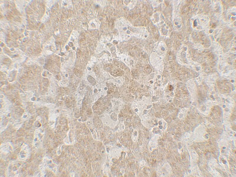 CCR7 Antibody - BSA Free