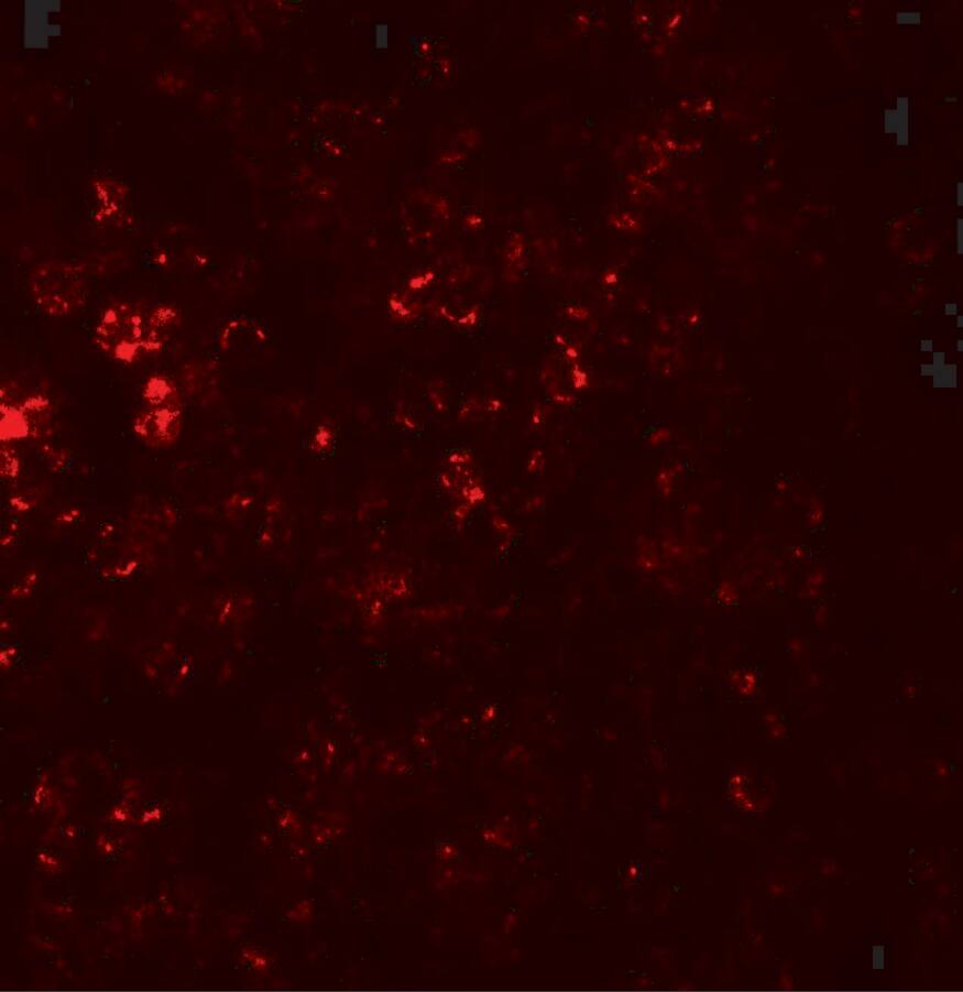 CCR7 Antibody - BSA Free