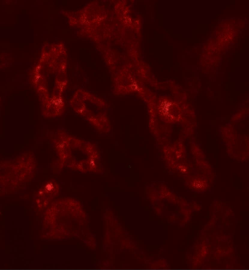 ARF6 Antibody - BSA Free