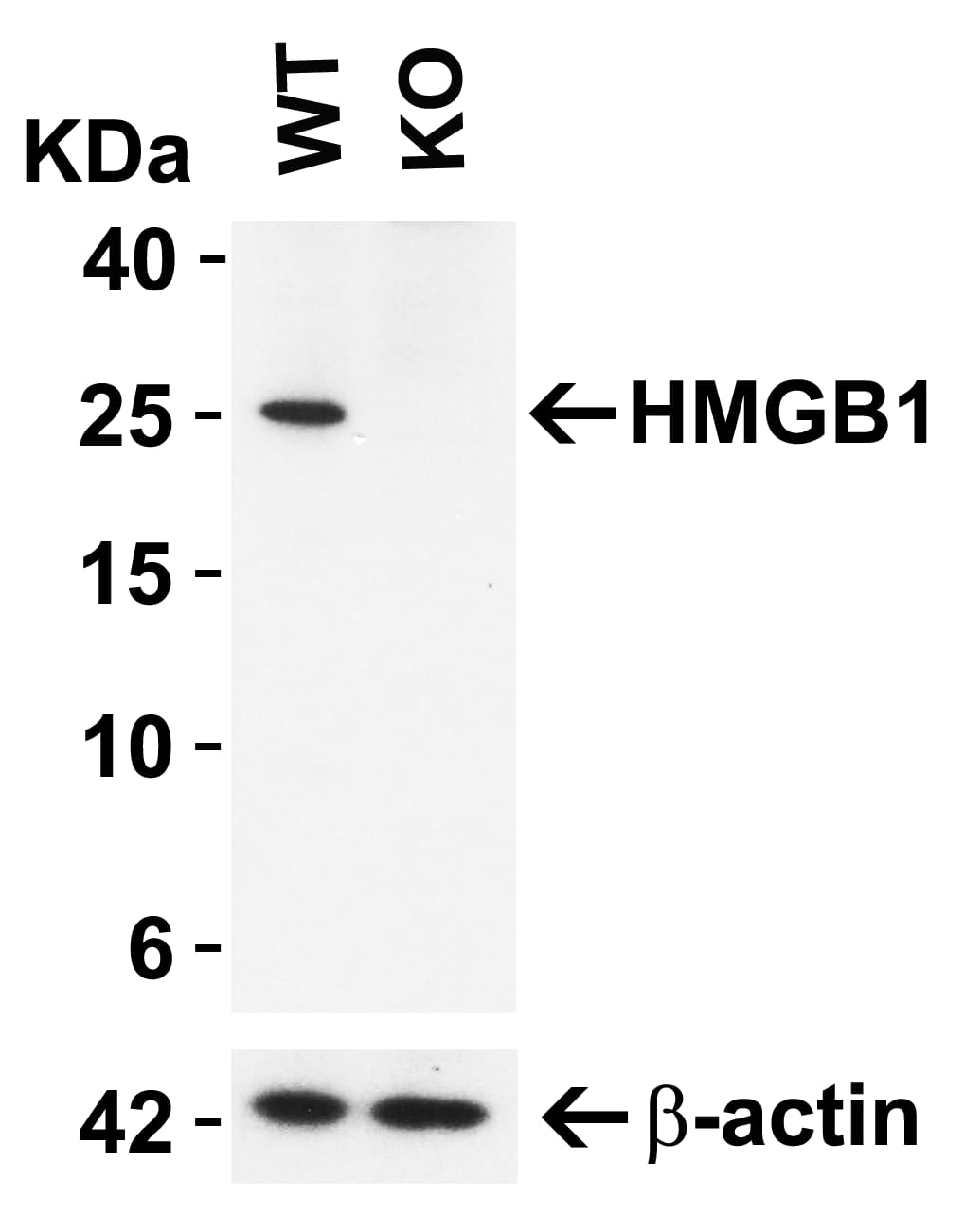 HMGB1/HMG-1 Antibody - BSA Free