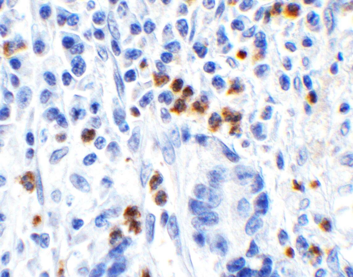 HMGB1/HMG-1 Antibody - BSA Free